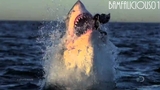 Show Me Your Teeth!! Video Thumbnail